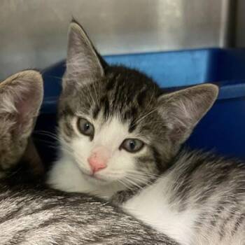 Domestic Short Hair Cats Available for Adoption in Flagstaff, Arizona - Darby | PetCurious