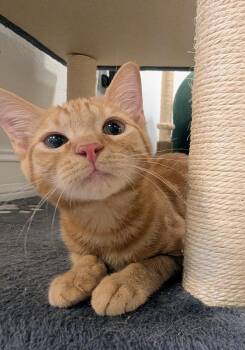 August -  Domestic Short Hair Cat for Adoption in Palm Harbor, Florida - August | PetCurious