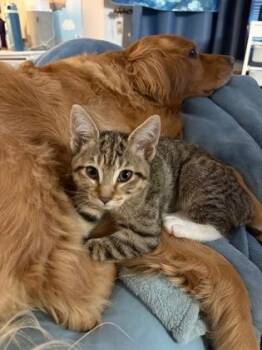 Domestic Short Hair Cats Available for Adoption - Lexa | PetCurious
