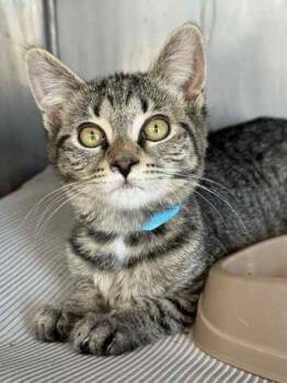 Rescue Domestic Short Hair Cats for Adoption in Columbia City, Indiana - Goggles | PetCurious