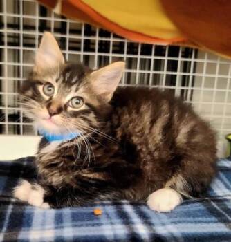 Dieselpunk -  Domestic Medium Hair Cat for Adoption in Kansas City, Missouri - Dieselpunk | PetCurious