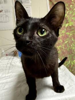 CLAIRE -  Domestic Short Hair Cat for Adoption in San Antonio, Texas - CLAIRE | PetCurious
