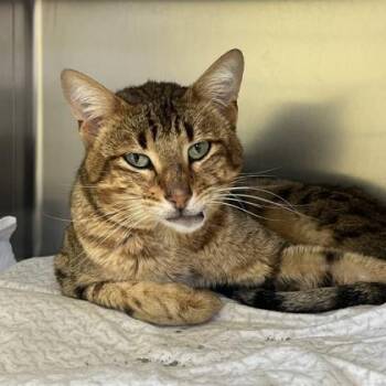 Lugosi -  Domestic Short Hair Cat for Adoption in Richmond, Virginia - Lugosi | PetCurious