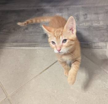 Sunny -  Domestic Short Hair Cat for Adoption in Rossville, Tennessee - Sunny | PetCurious