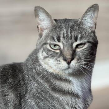 Buddy -  Domestic Short Hair Cat for Adoption in Hollister, Florida - Buddy | PetCurious