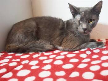 CYCLOPES -  Domestic Short Hair Cat for Adoption in Sacramento, California - CYCLOPES | PetCurious