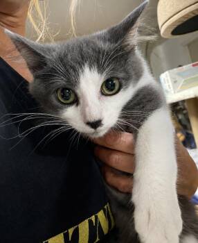 Stella -  Domestic Medium Hair Cat for Adoption in Rio Linda, California - Stella | PetCurious