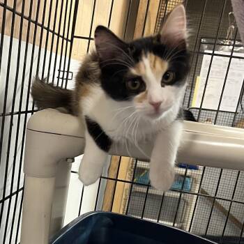 Starburst -  Domestic Medium Hair Cat for Adoption in Wappingers Falls, New York - Starburst | PetCurious