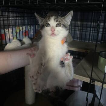 Rescue Domestic Short Hair Cats for Adoption in Suisun City, California - Miranda Lawson | PetCurious