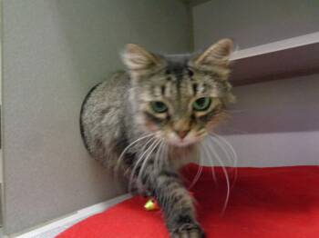 YOUNG WOMAN -  Tiger Cat for Adoption in Delhi, New York - YOUNG WOMAN | PetCurious