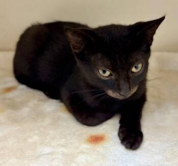Sabado -  Domestic Short Hair Cat for Adoption in Chamblee, Georgia - Sabado | PetCurious