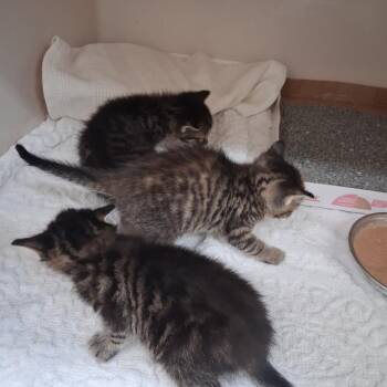 Air -  Domestic Short Hair Cat for Adoption in Auburn, Alabama - Air | PetCurious
