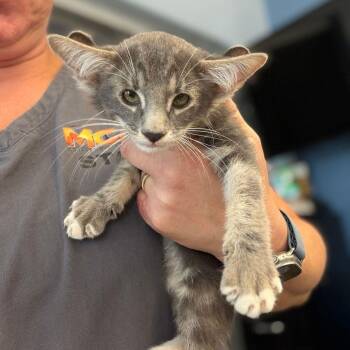 Dobby -  Domestic Medium Hair Cat for Adoption in Kingman, Arizona - Dobby | PetCurious