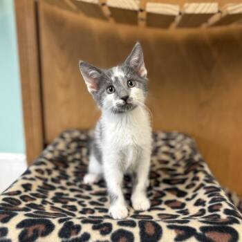 Domestic Short Hair Cats Available for Adoption in Fargo, North Dakota - Platinum--In Foster | PetCurious