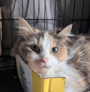 Domestic Long Hair Cats Available for Adoption - Beauty (Brushing Required!) | PetCurious