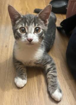 Pepper -  Domestic Short Hair Cat Available for Adoption in Elmwood Park, New Jersey - Pepper | PetCurious