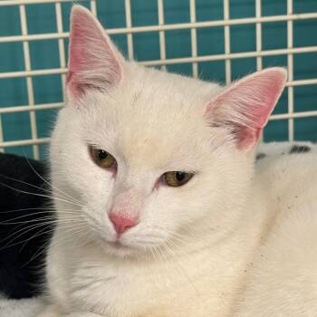 Storm -  Domestic Short Hair Cat for Adoption in Ashland, Virginia - Storm | PetCurious