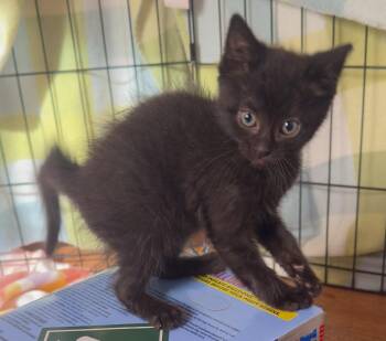 Jasper -  Domestic Short Hair Cat for Adoption in Saint Clairsville, Ohio - Jasper | PetCurious