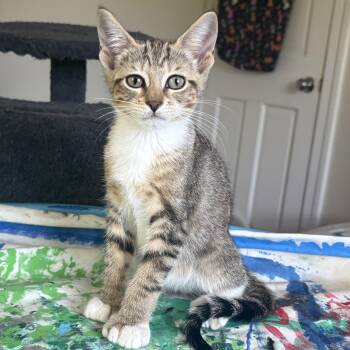 Rue -  Domestic Short Hair Cat for Adoption in Warwick, Rhode Island - Rue | PetCurious
