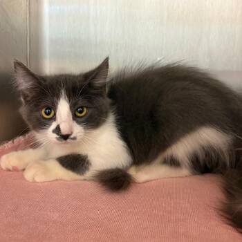 Ash -  Domestic Medium Hair Cat for Adoption in Englewood, Florida - Ash | PetCurious