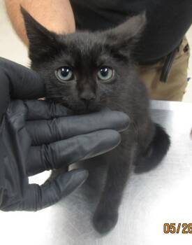 Domestic Short Hair Cats Available for Adoption in Marietta, Georgia - Miracle(620) | PetCurious