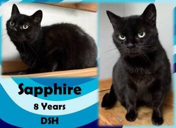Sapphire -  Domestic Short Hair Cat for Adoption in Franklin, Indiana - Sapphire | PetCurious