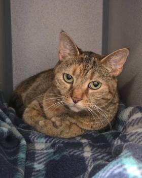 Mila -  Domestic Short Hair Cat for Adoption in Liverpool, New York - Mila | PetCurious