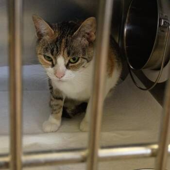 Domestic Short Hair Cats Available for Adoption - Charlotte | PetCurious