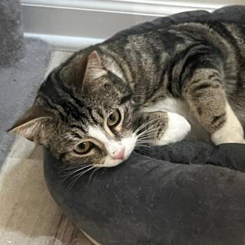 Domestic Short Hair Cats Available for Adoption - Goose | PetCurious