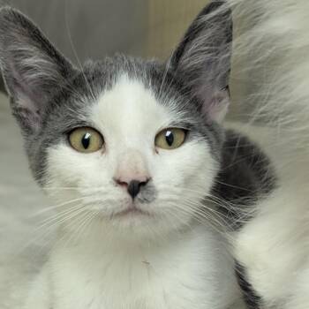 Domestic Short Hair Cats Available for Adoption in Fenton, Michigan - Carina | PetCurious