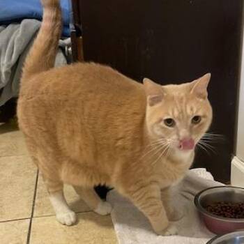 Olasard -  Domestic Short Hair Cat for Adoption in Hattiesburg, Mississippi - Olasard | PetCurious