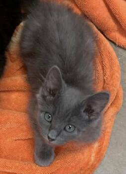 Stormy -  Domestic Long Hair Cat for Adoption in Lafayette, Colorado - Stormy | PetCurious