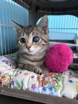Sylvie Rose -  Domestic Short Hair and Tabby Cat Available for Adoption in Greensboro, North Carolina - Sylvie Rose | PetCurious