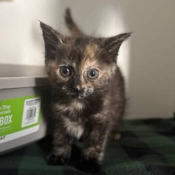 Miracle Dancer -  Domestic Medium Hair Cat for Adoption in San Pablo, California - Miracle Dancer | PetCurious