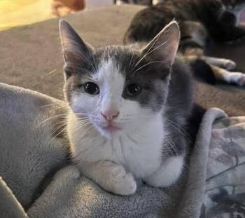 Domestic Short Hair Cats Available for Adoption in Mississauga, Ontario - Yeti | PetCurious