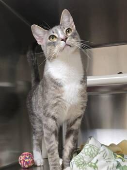 Hex -  Domestic Short Hair Cat for Adoption in Vancouver, Washington - Hex | PetCurious