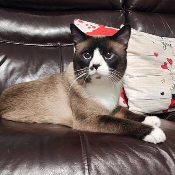 Siamese Cats Available for Adoption - Milo | PetCurious