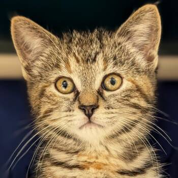 Pong -  Domestic Short Hair Cat for Adoption in Jefferson, Wisconsin - Pong | PetCurious
