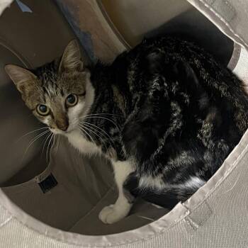 Gremlin -  Domestic Short Hair Cat for Adoption in Pauls Valley, Oklahoma - Gremlin | PetCurious