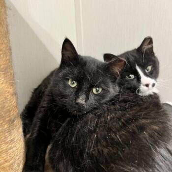 Domestic Short Hair Cats Available for Adoption - Binx | PetCurious