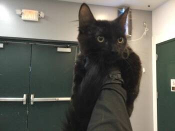A1925447 -  Domestic Short Hair Cat for Adoption in Thousand Palms, California - A1925447 | PetCurious