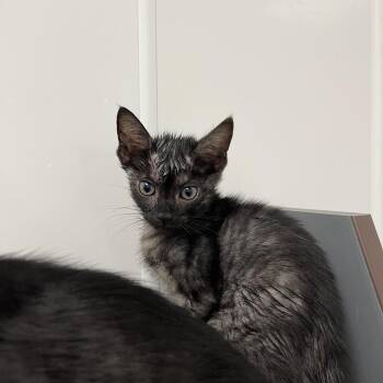 Kevin -  Domestic Short Hair Cat for Adoption in West Palm Beach, Florida - Kevin | PetCurious