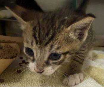 Stewart Little -  Domestic Short Hair Cat for Adoption in Honolulu, Hawaii - Stewart Little | PetCurious