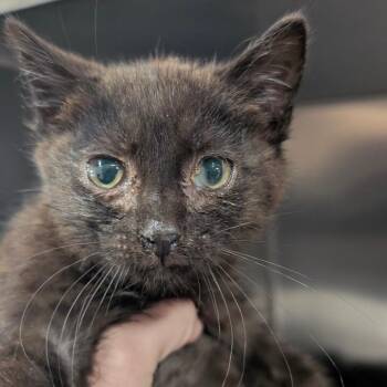 Knight -  Domestic Short Hair Cat for Adoption in Charlottesville, Virginia - Knight | PetCurious