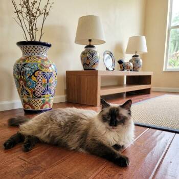 Lu Fang (Himalayan Siamese) -  Himalayan and Siamese Cat for Adoption in Allen, Texas - Lu Fang (Himalayan Siamese) | PetCurious
