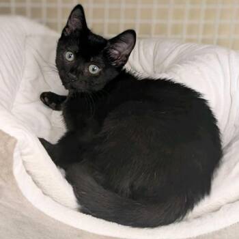 Domestic Short Hair Cats Available for Adoption in Buffalo, New York - Itsy | PetCurious