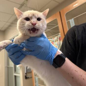 Mohg -  Siamese Cat for Adoption in Murray, Utah - Mohg | PetCurious