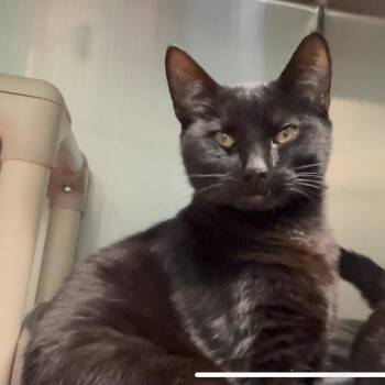 Rescue Domestic Short Hair Cats for Adoption in Marion, North Carolina - Ike | PetCurious