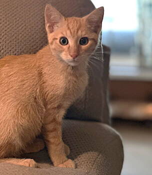 Rescue Tabby Cats for Adoption in Fort Myers, Florida - Cesar | PetCurious