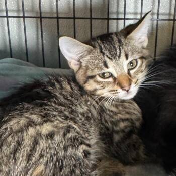 Adele -  Domestic Short Hair Cat for Adoption in Saginaw, Michigan - Adele | PetCurious